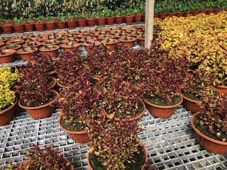 coleus5