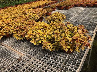 coleus4